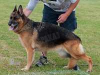 Kisas-Gipsy stand HAS 2014-8907