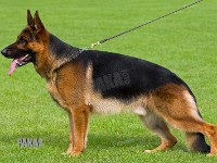 Maegaards-Ricko-09.09.12-8879