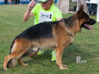 Untox-vom-Goetzberg stand HAS 2014-9643