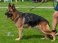 Bo-Diesel-vom-Roptahof-HAS-2015-0315