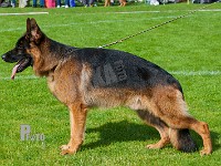 Chijas-Gaius-HAS-2015-9893