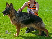 Dana-vom-Wolfsberger-Morgen-HAS-2015-9474