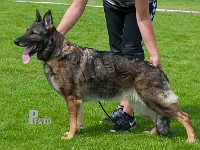 Hajen-Crympe-HAS-2015-0281