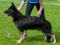 Hajen-Orm-HAS-2015-0321