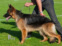 Hassenkam's-Gudrun-HAS-2015-9753