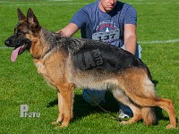 Hassenkam's-Gumse-HAS-2015-9806