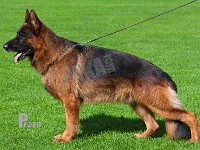 Hatani-Lesko-200915-1488