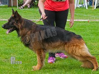 Houen-Greif-HAS-2015-0433