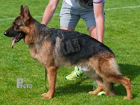 Jasapani's-Garlic-HAS-2015-0145