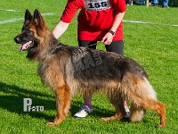 Krumstien's-Fie-HAS-2015-9761