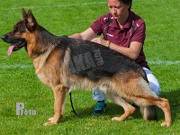 Leo-vom-Kreuzbusch-HAS-2015-9913