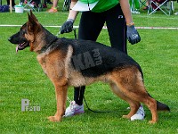 Maegaards-Don-HAS-2015-9437