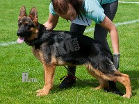 Maegaards-Fiona-HAS-2015-9115