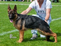 Olego-Amigo-HAS-2015-9192