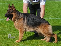 Pablo-vom-Nordteich-HAS-2015-9878