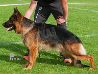 Polo-von-Arlett-HAS-2015-0492