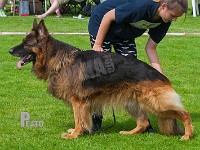 Rico-aus-dem-Aurum-Zwinger-HAS-2015-0295