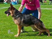 Scharmark's-Fozzy-HAS-2015-9403