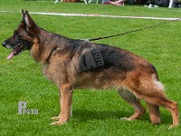 Schezzheims-Lutzia-HAS-2015-0262