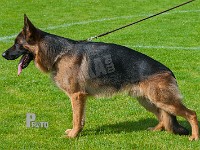 Schezzheims-Tzar-HAS-2015-9882