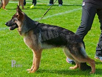 Superioue's-Oidypus-HAS-2015-9519