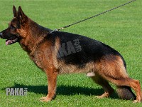 Team-Pakas-Canon-220815-0963