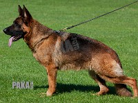 Team-Pakas-Java-220815-1135