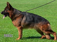 Team-Pakas-Ramiro-220815-1247