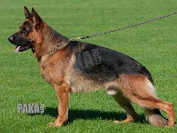 Team-Pakas-Utzon-220815-1095