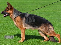 Team-Pakas-Zofia-200915-1406