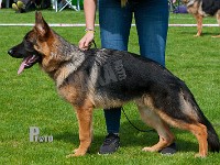 Titan-vom-Wildsteiger-Land-HAS-2015-9156