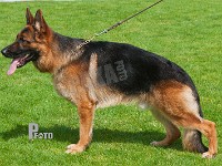 Team-Marlboro-Morgan-HAS-2015-0103