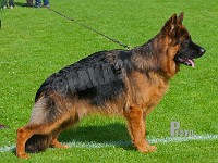 Team-Marlboro-Salto-HAS-2015-9571