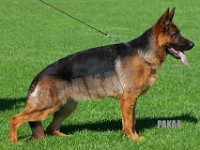 Team-Pakas-Dahlia-100916-8265