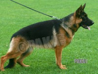 Team-Pakas-Dinah-191016-8540