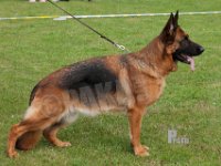 Adler-See-Palme-HAS2019-6113