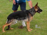 Almebos-Jasmin-HAS2019-6589