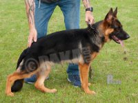 Electus-Xenta-HAS2019-6596
