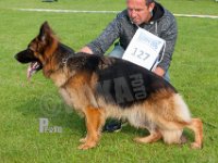 Esly-vom-Haus-Jera-HAS2019-7013-v