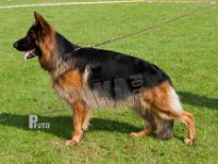 Karats-Cato-HAS2019-7078