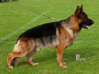Karats-Kimbo-HAS2019-7975