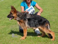 Kratmosens-Dagmar-HAS2019-6549