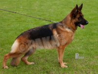 Mongrif-Izaya-HAS2019-7351