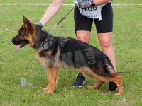 Schoens-Nopi-HAS2019-6175