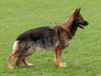 Studsdal-Tiggy-130419-5687