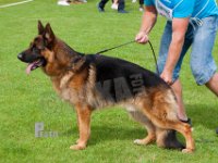 Team-Thomsebo-Huxley-HAS2019-7304