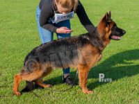 Thomsebo-Zanto-HAS2019-6960
