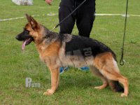 Xaya-vom-Altenberger-Land-HAS2019-6123